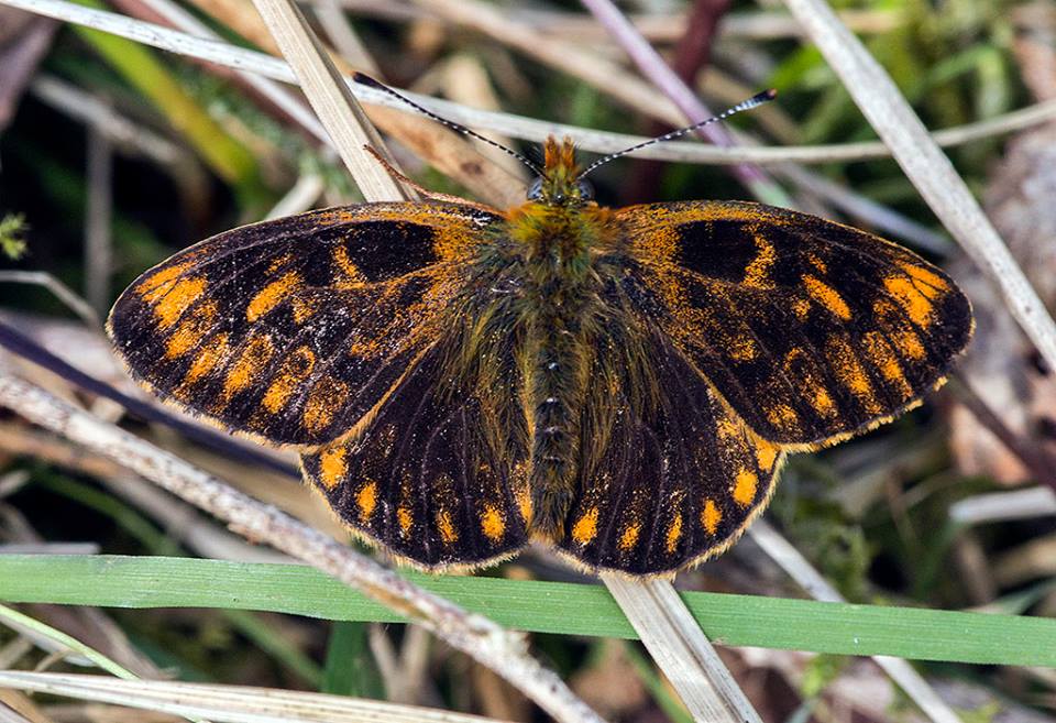 Boloria euphrosyne (dark aberrant, Live, Bentley Wood, Hampshire, UK) [Internet image property of respective owner, non commercial use only]
